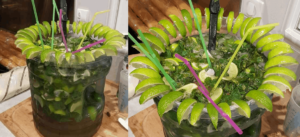 Recette Mojito Géant 20L